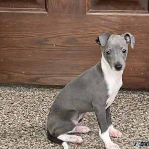 AKC Italian Greyhound Puppies for sale.