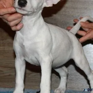 AKC Miniature Bull Terrier Puppies for sale.
