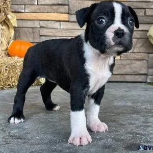Beautiful Boston Terrier puppies for sale