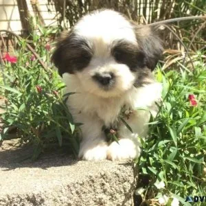 Healthy Lhasa Apso Puppies for sale