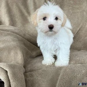 Beautiful Morkie Puppies for sale.