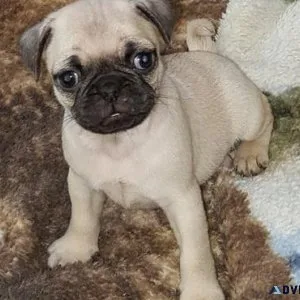 AKC Pug Puppies for sale.