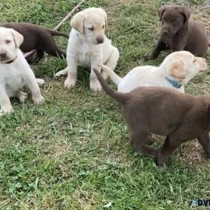 AKC Labrador Retriever Puppies for sale