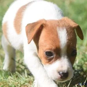 AKC Jack Russel Terrier Puppies
