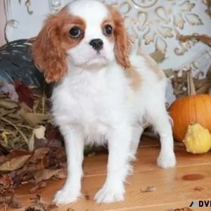 CKC Cavalier King Charles Spaniel puppies