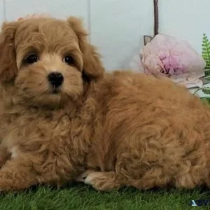 Home raised Maltipoo puppies available