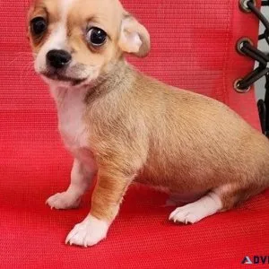Lovely Chihuahua Puppies for sale