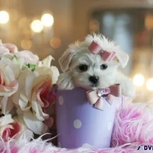 Healthy AKC Teacup Maltese puppies available