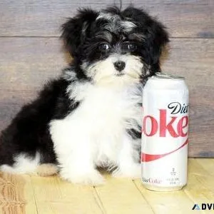 Cute Havanese Puppies for sale