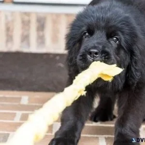 Well Socialized Newfoundland Puppies for sale