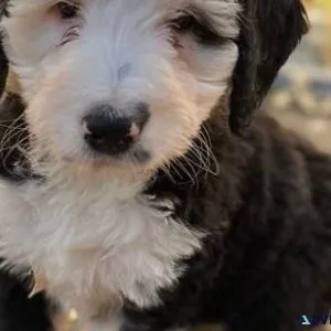 Beautiful Bernesedoodle Puppies for sale