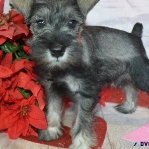 AKC Miniature Schnauzer Puppies for sale