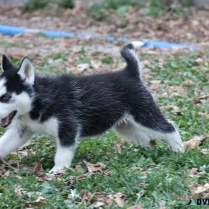 AKC Siberian Husky Puppies for sale