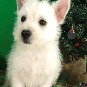 AKC West Highland White Terrier Puppies for sale