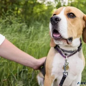 Emotional Support Animal Id Tags