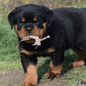 Healthy Rottweiler Puppies for sale