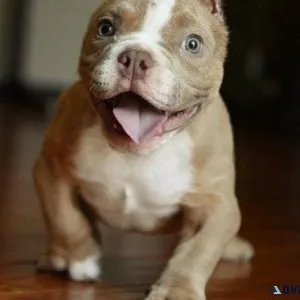 Gorgeous American Pit Bull Terrier puppies