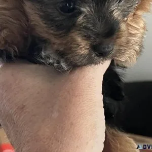 Tea cup yorkies