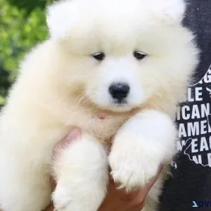 Home raised Samoyed Puppies for sale
