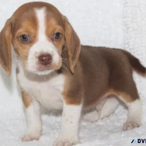 Healthy Beagle Puppies Available
