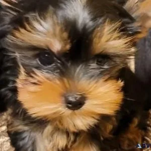 Healthy Teacup Yorkie Puppies for sale.
