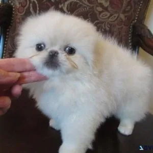 Gorgeous Pekingese Puppies for sale