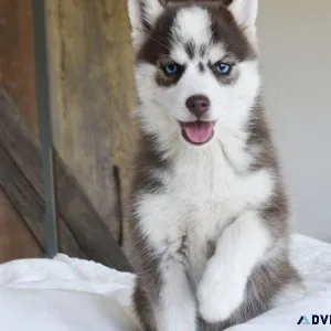Gorgeous Pomsky Puppies for sale.