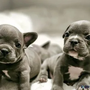 Blue French Bulldog Puppies
