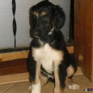 Beautiful Afghan Hound puppies