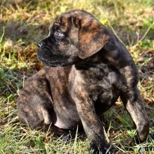 Gorgeous Cane Corso puppies for sale.