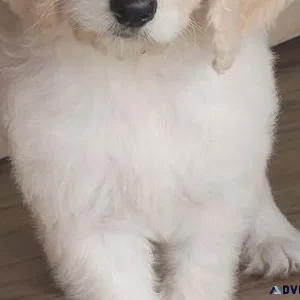 Gorgeous Goldendoodle Puppies for sale