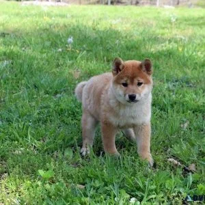 Amazing Shiba Inu Puppies Available