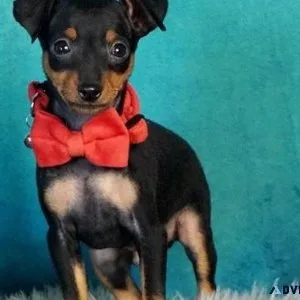 AKC Registered Miniature Pinscher Puppies