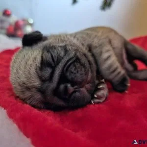 EllisGonzalez Pug Puppy for Sale