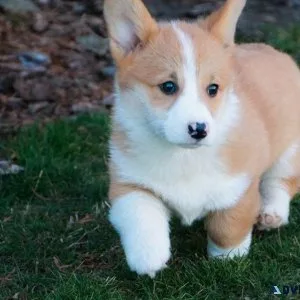 Adorable Pembroke Welsh Corgi Puppies