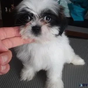 Gorgeous Shihpoo Puppies for sale
