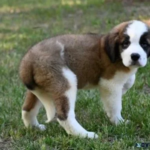 AKC Saint Bernard Puppies for sale
