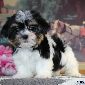 Lovely Shih Tzu Puppies for sale.