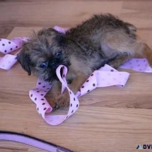 Cutest Brussels Griffon puppies for sale