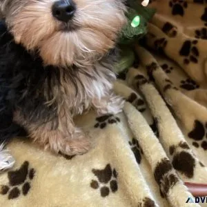 Yorkie puppies