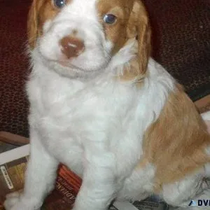Adorable Brittany Spaniel puppies