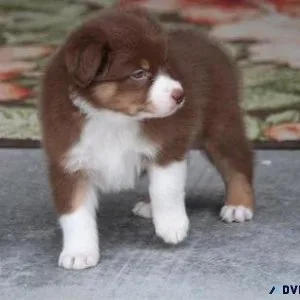 Home raised Australian Shepherd puppies
