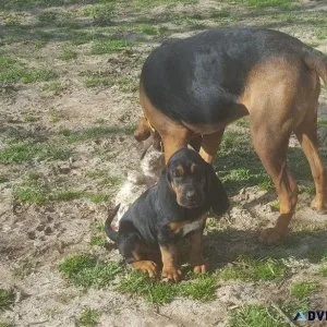 Home raised Bloodhound Puppies for sale.