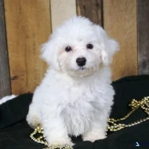 Fluffy Bichon Frise Puppies for sale.