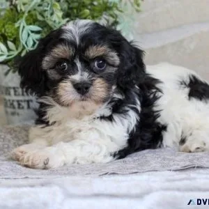 Beautiful CKC reg. Cavachon Puppies.