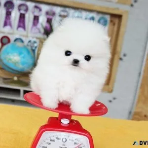 Micro Teacup Pomeranian Puppies for sale