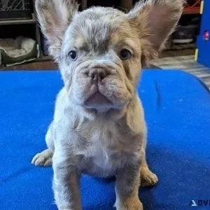 Fluffy French Bulldogs