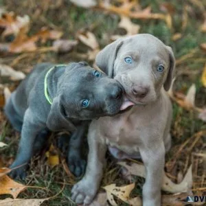 Cute weimaraner puppies
