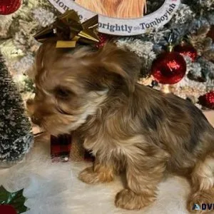 Re homing tiny Yorkie puppies
