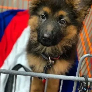Trained German Shepherd Pups
